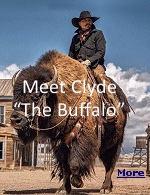 Clyde ''The Buffalo'' will be the biggest celebrity in Cody for America's 250th. The world-famous bison was invited to participate in the Cody Stampede Rodeo and Parades on July 3 and 4. When the famous bison arrived in town, his first stop was the historic Irma Hotel, where he was invited into the bar for a drink. ''He likes bourbon and margaritas,'' Clyde's owner, Clint Mortenson, said. ''He drinks what I drink.''